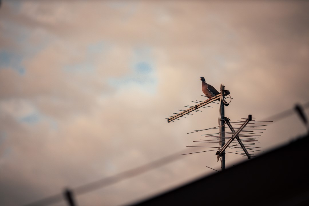 A bird sitting on the edge of an antenna installation at sunset.